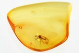Fossil Biting Midge (Ceratopogonidae) in Baltic Amber #330687-1